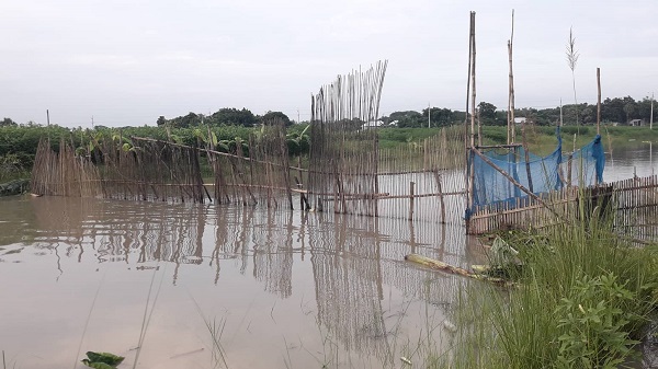 চরভদ্রাসনে কোলে আড়াআড়ি বাঁধ দিয়ে মাছ শিকার