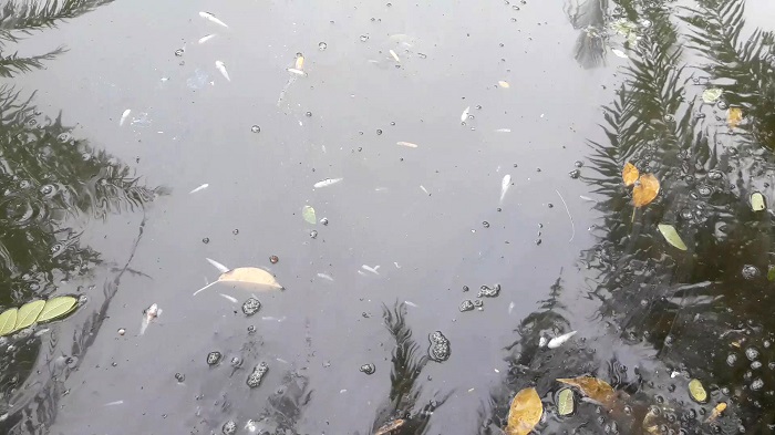 চিংড়ি ঘেরে বিষ দিয়ে মাছ মেরে জমি দখলের চেষ্টা