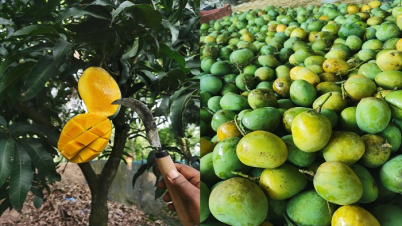 কেমিক্যাল বিহীন ফ্রেশ ও সুস্বাদু আম অনলাইনে!