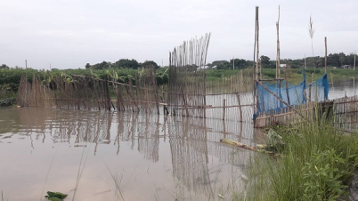 চরভদ্রাসনে কোলে আড়াআড়ি বাঁধ দিয়ে মাছ শিকার