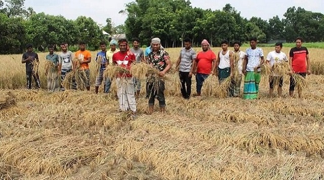 ফরিদপুরে রোদ পুড়ে কৃষকের ধান কেটে দিল যুবলীগ 