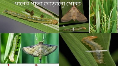 আমন ধানের পাতা মোড়ানো পোকার আক্রমণে ক্ষয়ক্ষতি ও তা দমন ব্যবস্থা