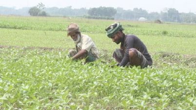 বেড়েছে পাট উৎপাদনে খরচ, দুশ্চিন্তায় চাষিরা