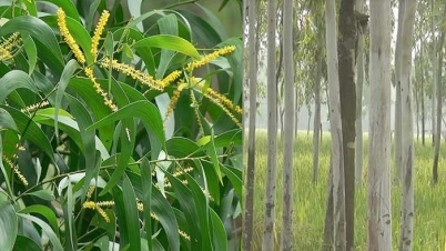 সারাদেশে ইউক্যালিপটাস ও আকাশমনি গাছ রোপণ-বিক্রি নিষিদ্ধ