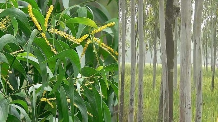 সারাদেশে ইউক্যালিপটাস ও আকাশমনি গাছ রোপণ-বিক্রি নিষিদ্ধ সারাদেশে ইউক্যালিপটাস ও আকাশমনি গাছ রোপণ-বিক্রি নিষিদ্ধ