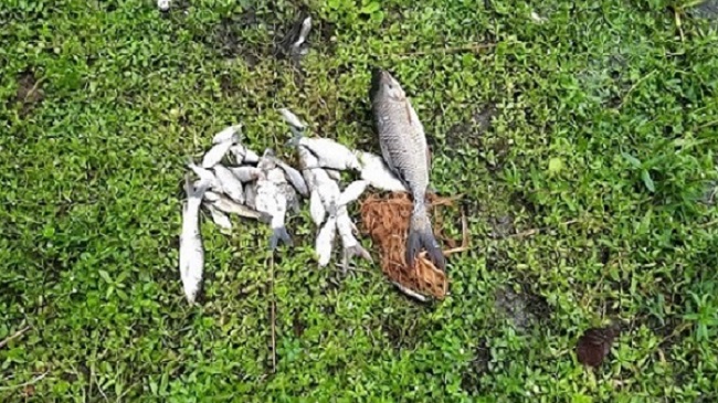 শত্রুতার জেরে পুকুরে বিষ দিয়ে লাখ টাকার মাছ নিঁধনের অভিযোগ শত্রুতার জেরে পুকুরে বিষ দিয়ে লাখ টাকার মাছ নিঁধনের অভিযোগ